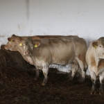 Abaúji Charolais TTSZ 2020