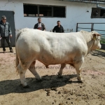 Nat-Ser STV 2021t