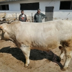 Nat-Ser STV 2021t