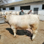 Nat-Ser STV 2021t