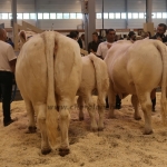 OMÉK 2019