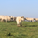 abauj151103