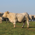 abauj151103
