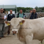 akasztongy150623