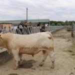 akasztongy150623