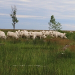 akasztongy150623