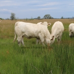 akasztongy150623