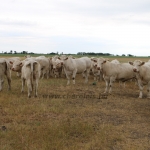 akasztongy150623
