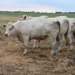akasztongy150623