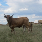 Aubrac képek