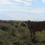 Aubrac képek