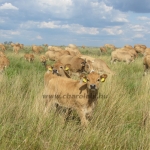 Aubrac képek