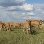 Aubrac képek