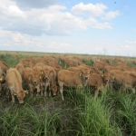Aubrac képek
