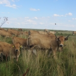 Aubrac képek