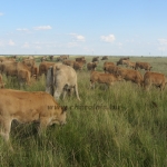Aubrac képek