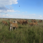 Aubrac képek