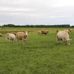 borbely150623