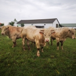 chfarm2018a