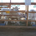 Farmer Expo 2005. 