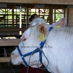 Farmer Expo 2005. 