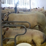 Sommet de l&#039;Élevage - 2013