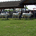 Hódmezõvásárhely 2009
