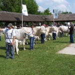 Hódmezõvásárhely 2009