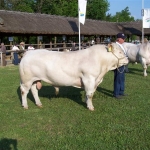 Hódmezõvásárhely 2009