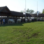 Hódmezõvásárhely 2009