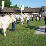 Hódmezõvásárhely 2009