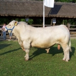 Hódmezõvásárhely 2009