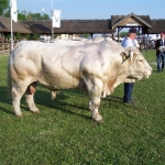 Hódmezõvásárhely 2009