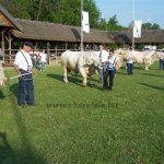 Hódmezõvásárhely 2009