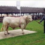 Hódmezõvásárhely 2004.