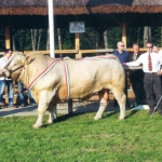 Hódmezõvásárhely 2004.