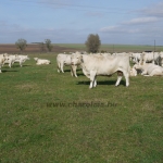 hordeumttsz_csobad141009