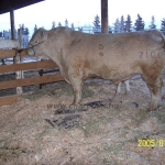 Kanada WCC 2006. nov. 