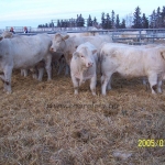 Kanada WCC 2006. nov. 