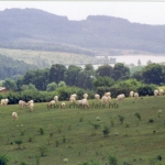Kedvencek