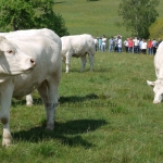 Kovászna 2013