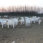 kullemi2015