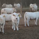kullemi2015