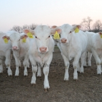 kullemi2015