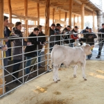 kullemi2015
