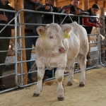 kullemi2015