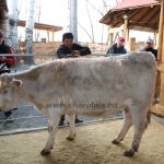 kullemi2015