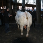 kullemi2015