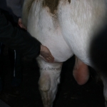kullemi2015