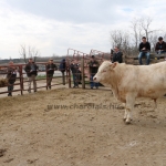 kullemi2015